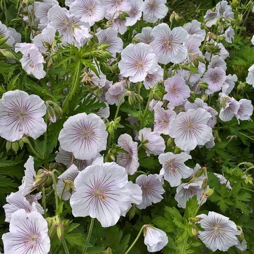 728. Gandrene 'Alaska Rivers' (1 l podā)